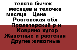 телята бычек 2.5 месяцев и телочка 2 месяца › Цена ­ 28 000 - Ростовская обл., Пролетарский р-н, Коврино хутор Животные и растения » Другие животные   